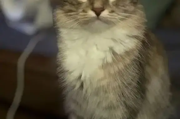 Пропала кошка, Петрозаводская 24/1