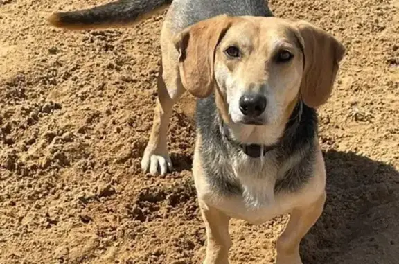 Пропала собака в Мечниково, дом 21