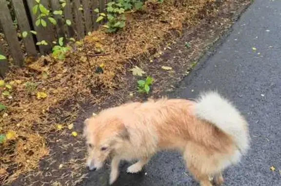 Найдена собака, Сестрорецк, фото: Найдена собака, Курортная ул., Сестрорецк