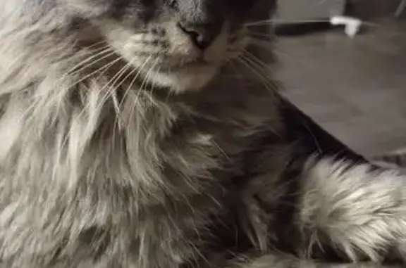 Пропала кошка в Вельяминово, МО