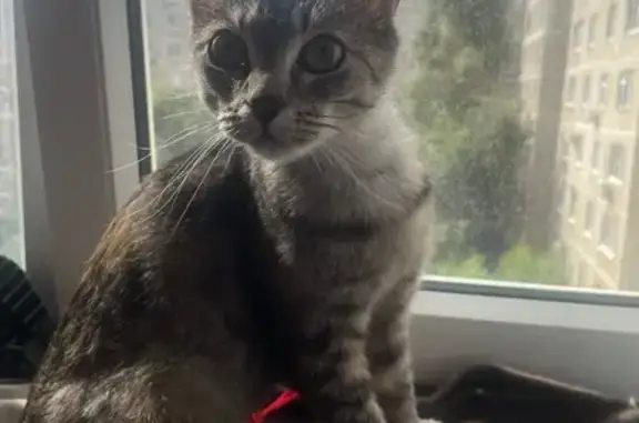 Трехцветная кошка найдена: Комсомольская 18