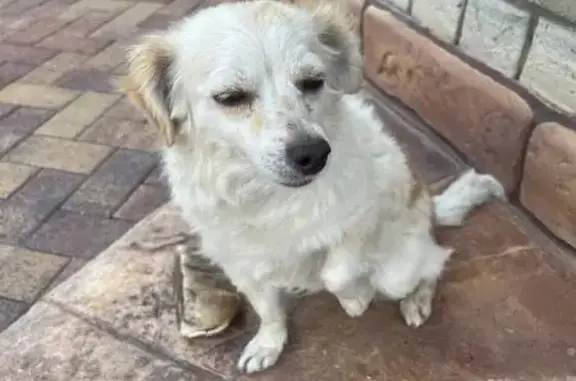 Пропала собака, Саратов, 10-я Нагорная 9