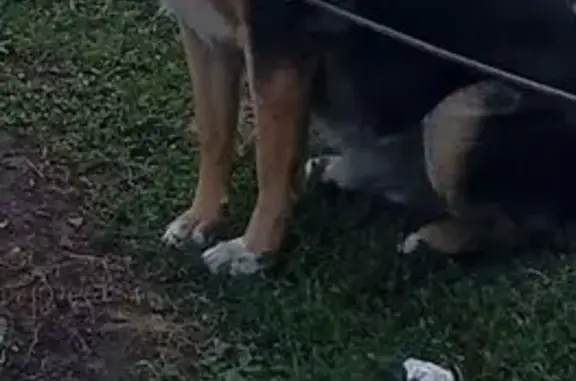 Пропала собака, 3-й Ореховый пр., Саратов