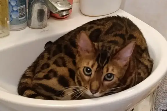 Найдена кошка, Симферополь, фото: Кошка найдена на ул. Калинина, 60