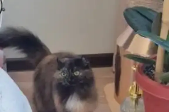 Кошки потеряшки, Элиста, фото: Потеряшка кошка Дуся, 8 мкрн, дом 33, Элиста