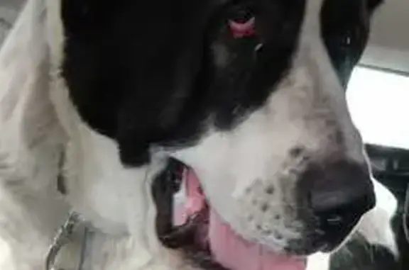 Пропали алабаи, Калтаево, Башкортостан