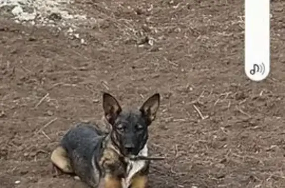 Найдена собака в Долгом Буераке, Саратовская область