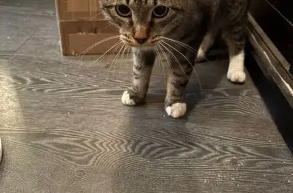 Кошка найдена: Таганская ул., 29 с1, Москва