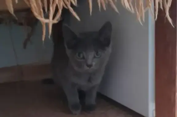 Найдена кошка, Томск, фото: Кошка найдена: ул. Говорова, 6, Томск