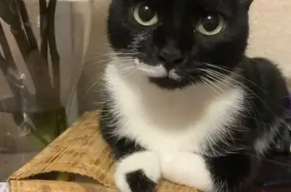 Кошки потеряшки, Омск, фото: Потеряшка кот, Космический проспект, 101