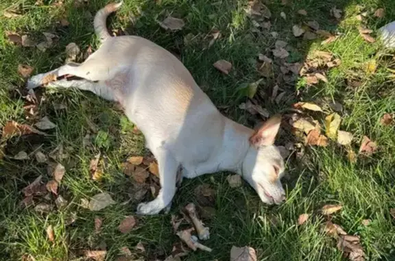 Собака найдена: бульвар Строителей, 21