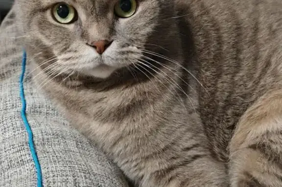 Кошки потеряшки, Севастополь, фото: Потеряшка кот на ул. Маршала Геловани