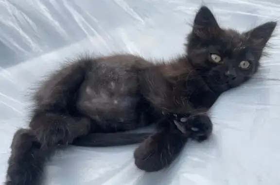 Пропала кошка, ул. Калинина, Бутурлиновка