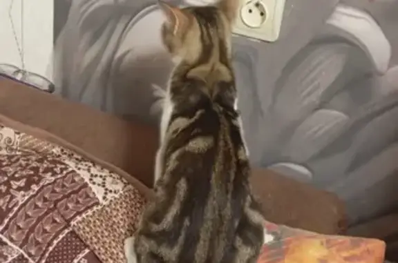 Кошки потеряшки, Калуга, фото: Потеряшка кошка, Малинники 17, Калуга