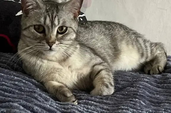 Кошки потеряшки, Горячий Ключ, фото: Потеряшка кошка, ул. Ленина, 165А, ГК