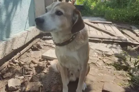 Собаки потеряшки, , фото: Потеряшка собака, Мотоциклетный пер., 10