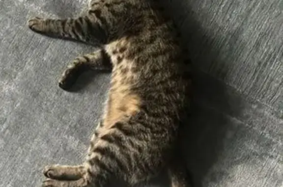 Кошки потеряшки, Московская область, фото: Потеряшка кошка с трекером, МО, 10