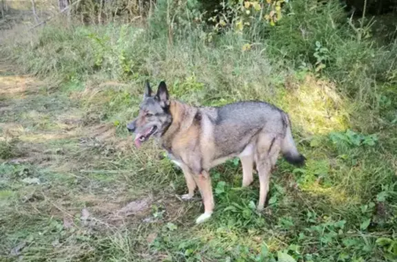 Собаки потеряшки, Вологодская область, фото: Потеряшка собака в Непотягово, Вологодская обл.