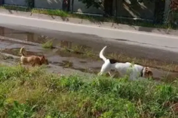 Найдена собака, Брянск, фото: Найдены собаки, Петровская 33, Брянск