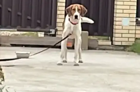 Найдена собака, Московская область, фото: Собака с GPS найдена, МО, 33.