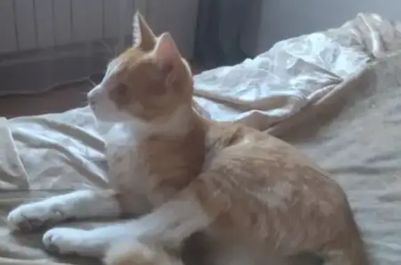 Пропала кошка, ул. Лунина, Урик