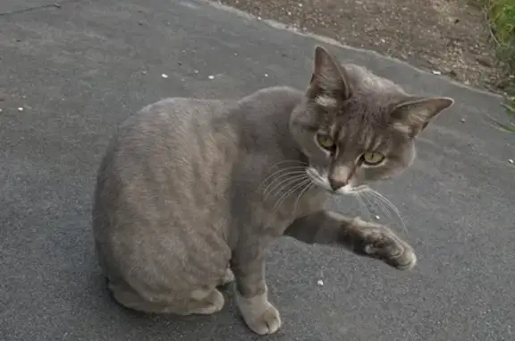 Найдена серая кошка, Уфа, Шафиева 48