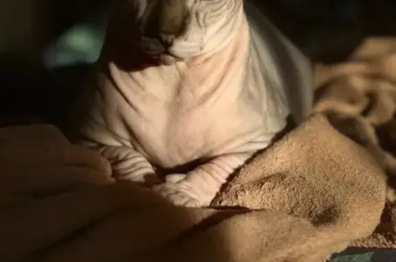 Пропал кот сфинкс, ул. Северный Массив, 1