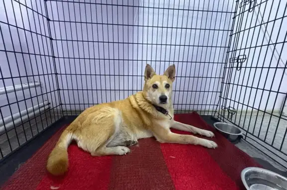 Найдена собака, , фото: Собака найдена: Привокзальная пл., Вел. Новгород