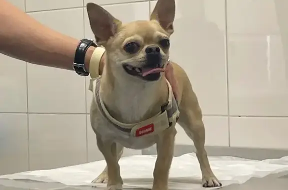 Собаки потеряшки, Ростов-на-Дону, фото: Потеряшка собака, пр. Ленина 57, Ростов-на-Дону