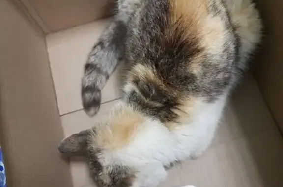 Кошка найдена: Комсомольская, Вязники