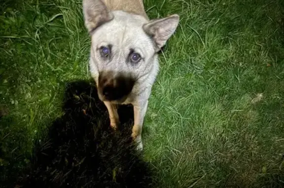 Найдена собака, Московская область, фото: Собака найдена в КП Вельяминовский Уезд