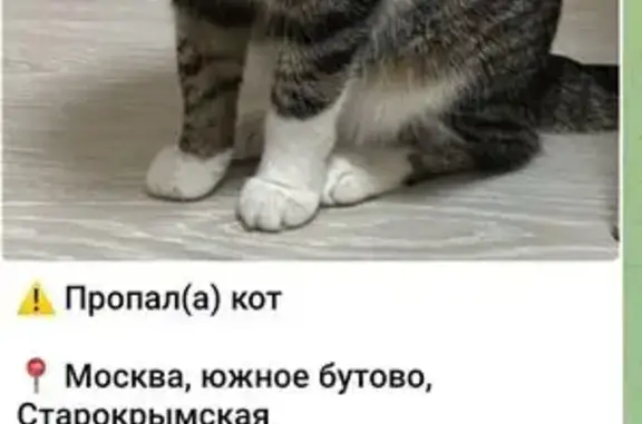 Пропал котик, Старокрымская 15 к1, Москва