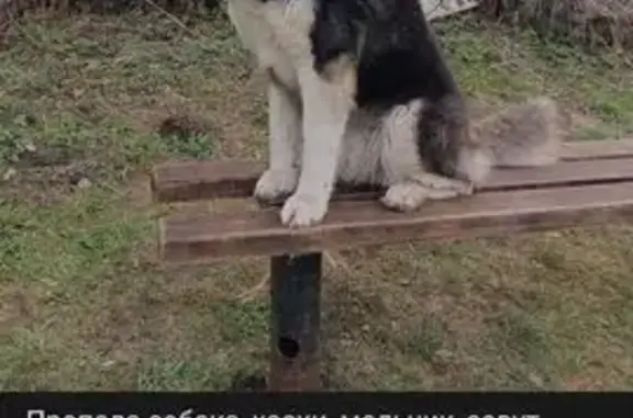 Пропала хаски Арчи, Басово, Тула 3