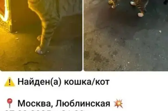 Найдена кошка, Люблинская ул. 123/2