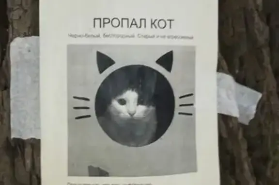 Пропал кот, ул. Гурьянова, Москва