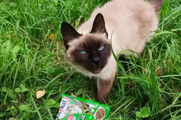 Кошка найдена, ул. П. Лумумбы, Чебоксары