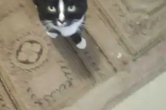 Найдена кошка, ул. Кирова 16, Люберцы