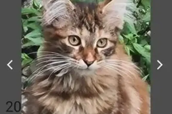 Пропала кошка, Уссурийск, Приморье