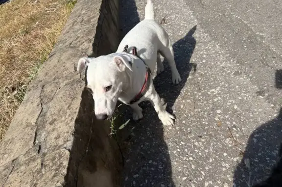 Найдена собака, Краснодарский край, фото: Собака найдена: Новороссийск, КК