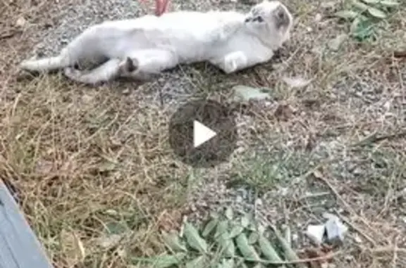 Найдена кошка, Кабардинка, фото: Кошка найдена у трассы, Кабардинка, 