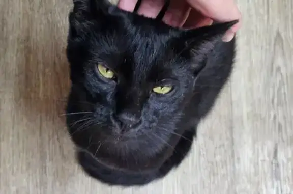 Пропал котик, Западная ул. 66, Симферополь