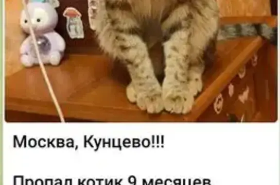 Пропал рыжий кот, Запорожская 4, Москва