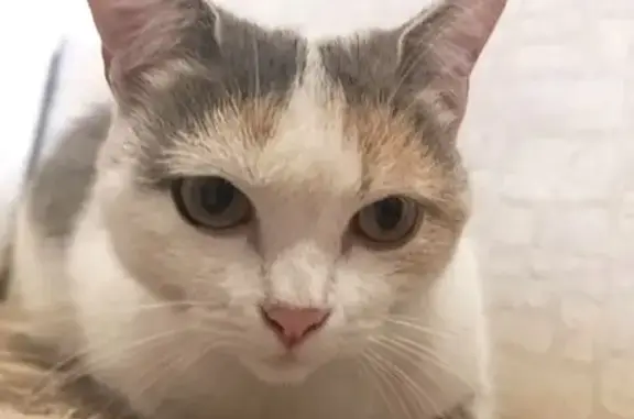 Трехцветная кошка найдена: Добросельская 165