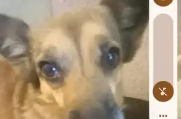 Собаки потеряшки, , фото: Потеряшка собака, Петропавловск-Камчатский