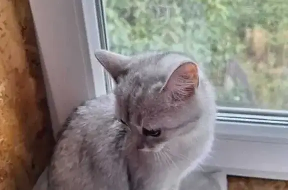 Кошки потеряшки, Энгельс, фото: Потеряшка кошка, Минская 8, Энгельс