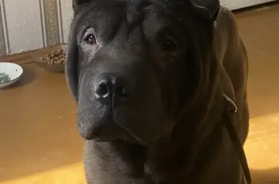 Собака найдена: Звёздная ул, 5, Рыбинск