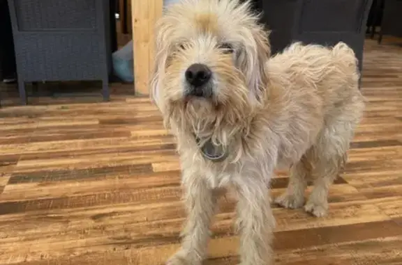 Найдена собака, Приморский, фото: Собака найдена, пгт Приморский, ул. Бусина