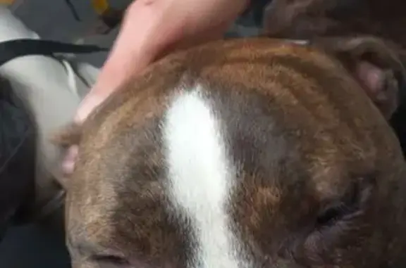 Собака найдена в автобусе, ул. Автомобилистов