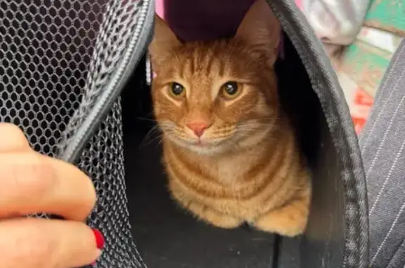 Найдена кошка, Саратов, фото: Найдена кошка, Зарубина 125/135, Саратов