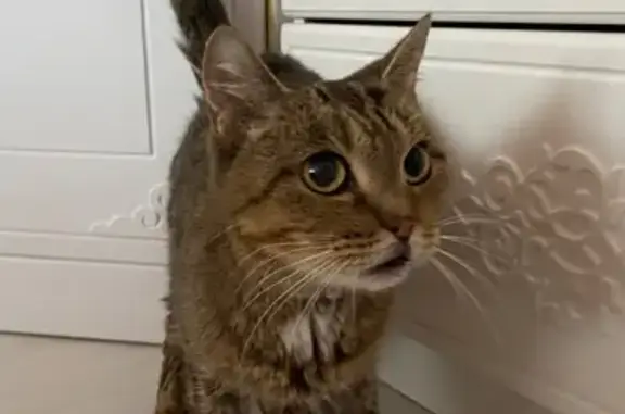 Найдена кошка, Томск, фото: Кошка найдена: Береговая ул., 9, Томск